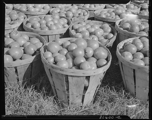 Untitled photo, possibly related to: Fresh-picked tomatoes ready for canning. Dorchester County, Maryland