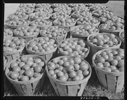 Untitled photo, possibly related to: Fresh-picked tomatoes ready for canning. Dorchester County, Maryland