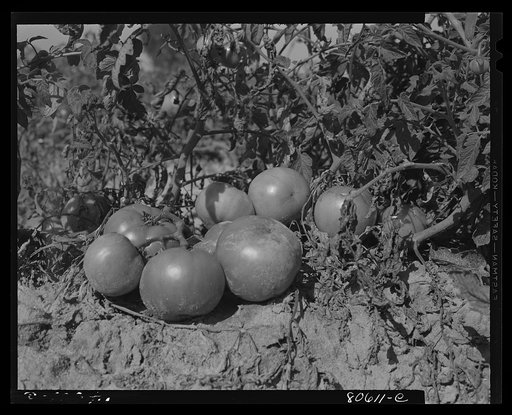 Tomatoes ripe for picking, Dorchester County, Maryland