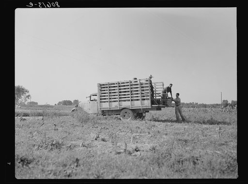 Untitled photo, possibly related to: Pickers load their baskets directly onto the truck bound for packing plant. Dorchester County, Maryland