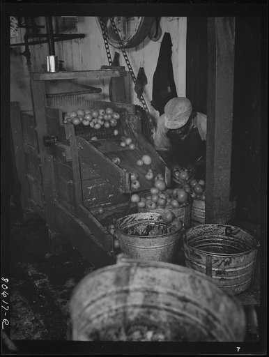 Washing tomatoes prior to canning in the Lennard Cannery. Cambridge, Maryland