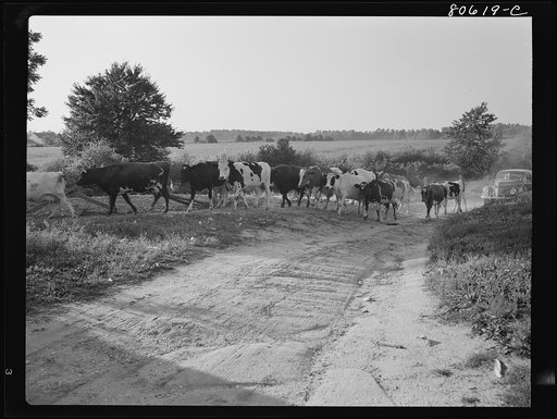 Dairy cattle coming home for milking on the Roger Dauber farm. Dorchester County, Maryland