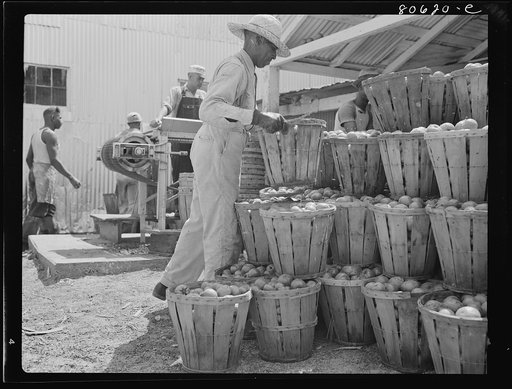 Fresh from the field, tomatoes ready for canning. Lennord Cannery, Cambridge, Maryland