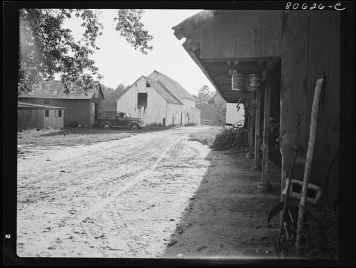 Farms in Dorchester County, Maryland are long established with large comfortable houses and substantial barns and equipment sheds. Roger Dauber farm near East New Market, Maryland