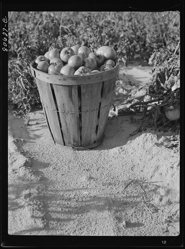 Untitled photo, possibly related to: Loaded basket ready for truck. Dorchester County, Maryland