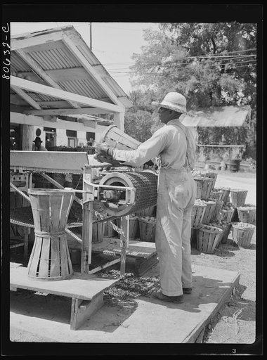 Lennord Cannery worker feeding tomatoes onto conveyor belt that carries the tomatoes into the plant. Cambridge, Maryland
