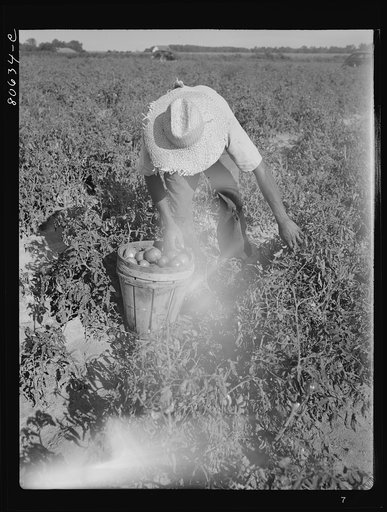 Untitled photo, possibly related to: All the picking of tomatoes is done by hand, but most of the labor is local, the pickers living the year around doing odd jobs or going on relief between seasons. Dorchester County, Maryland