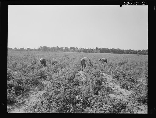 All the picking of tomatoes is done by hand, but most of the labor is local, the pickers living the year around doing odd jobs or going on relief between seasons. Dorchester County, Maryland