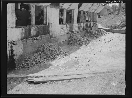 Spoiled tomatoes and peelings are dumped out the back windows of the Lennord Cannery, where later they are removed by trucks. Dorchester County, Maryland