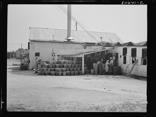 Untitled photo, possibly related to: At the Lennord Cannery tomatoes in baskets are piled in the sun before canning and the washing is done under an open shed. Cambridge, Maryland