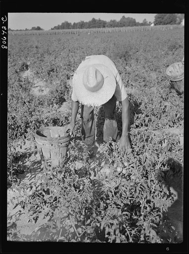 Untitled photo, possibly related to: All the picking of tomatoes is done by hand, but most of the labor is local, the pickers living the year around doing odd jobs or going on relief between seasons. Dorchester County, Maryland