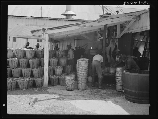 At the Lennord Cannery tomatoes in baskets are piled in the sun before canning and the washing is done under an open shed. Cambridge, Maryland