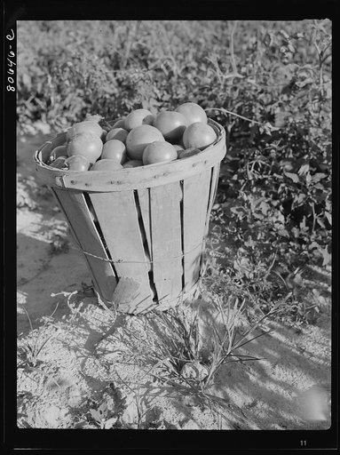 Untitled photo, possibly related to: Loaded basket ready for truck. Dorchester County, Maryland