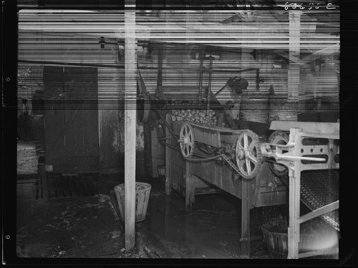 Tomatoes washing under an open shed in the Lennord Cannery. Cambridge, Maryland