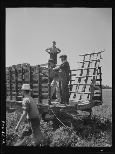 Untitled photo, possibly related to: Pickers load their baskets directly onto the truck bound for packing plant. Dorchester County, Maryland