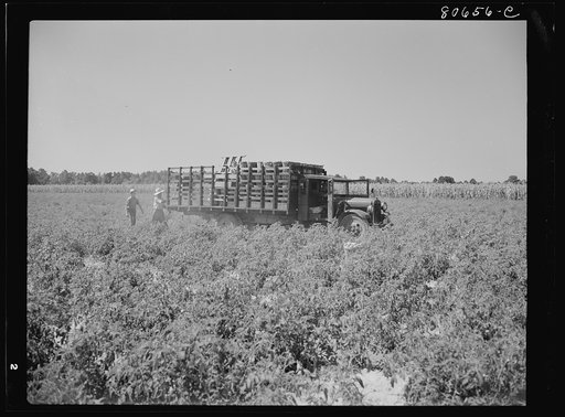 Untitled photo, possibly related to: The trucks drive down the rows of tomato plants and are loaded by the pickers individually. Dorchester County, Maryland