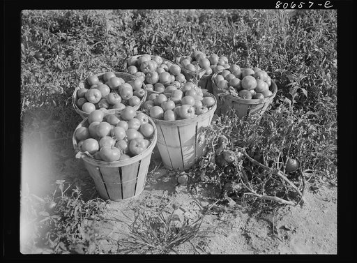 Untitled photo, possibly related to: Loaded basket ready for truck. Dorchester County, Maryland