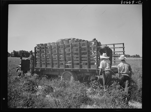 Untitled photo, possibly related to: The trucks drive down the rows of tomato plants and are loaded by the pickers individually. Dorchester County, Maryland