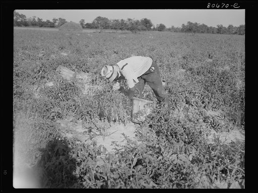 Untitled photo, possibly related to: All the picking of tomatoes is done by hand, but most of the labor is local, the pickers living the year around doing odd jobs or going on relief between seasons. Dorchester County, Maryland