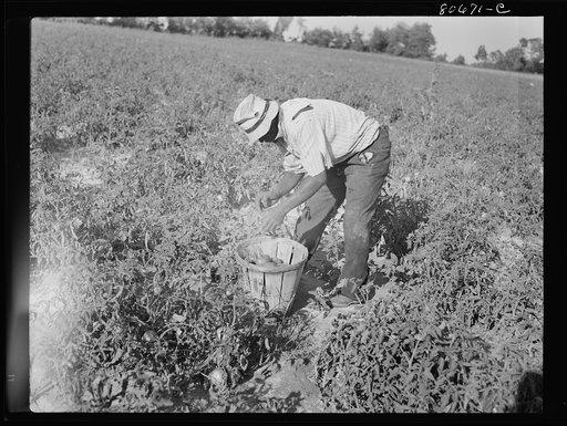 Untitled photo, possibly related to: All the picking of tomatoes is done by hand, but most of the labor is local, the pickers living the year around doing odd jobs or going on relief between seasons. Dorchester County, Maryland