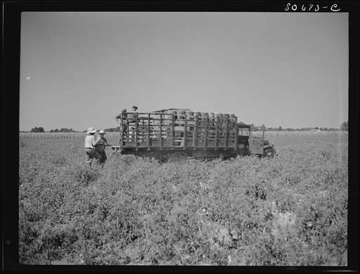 The trucks drive down the rows of tomato plants and are loaded by the pickers individually. Dorchester County, Maryland