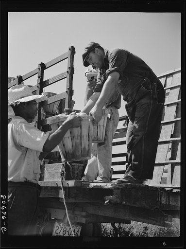 Untitled photo, possibly related to: Pickers load their baskets directly onto the truck bound for packing plant. Dorchester County, Maryland