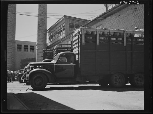 Trucks unload tomatoes directly into the packing rooms. Phillips Packing Company, Cambridge, Maryland