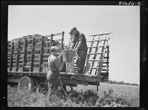 Pickers load their baskets directly onto the truck bound for packing plant. Dorchester County, Maryland