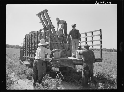 Untitled photo, possibly related to: Pickers load their baskets directly onto the truck bound for packing plant. Dorchester County, Maryland