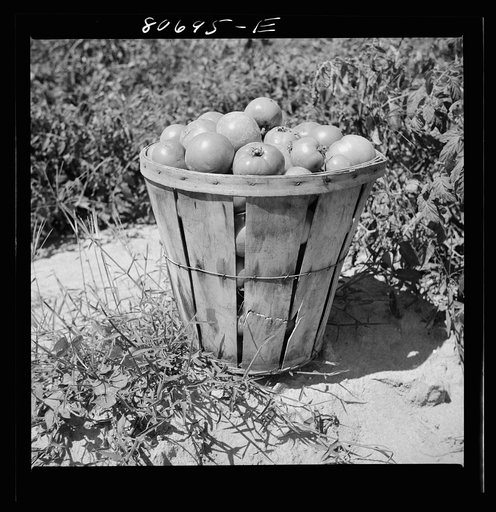 Loaded basket ready for truck. Dorchester County, Maryland