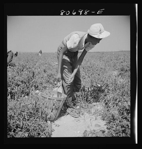 Untitled photo, possibly related to: All the picking of tomatoes is done by hand, but most of the labor is local, the pickers living the year around doing odd jobs or going on relief between seasons. Dorchester County, Maryland