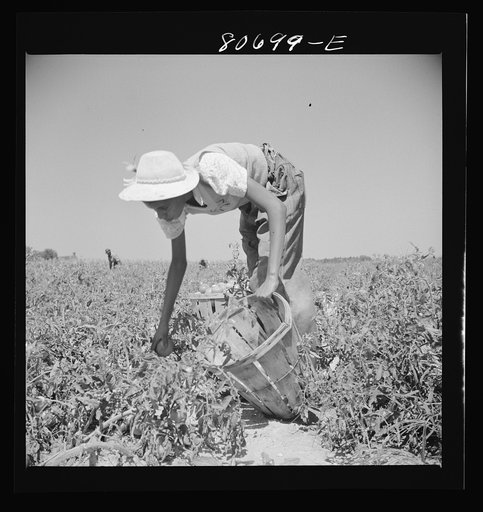 Untitled photo, possibly related to: All the picking of tomatoes is done by hand, but most of the labor is local, the pickers living the year around doing odd jobs or going on relief between seasons. Dorchester County, Maryland