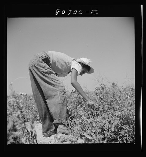 Untitled photo, possibly related to: All the picking of tomatoes is done by hand, but most of the labor is local, the pickers living the year around doing odd jobs or going on relief between seasons. Dorchester County, Maryland