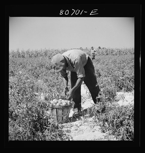Untitled photo, possibly related to: Loaded basket ready for truck. Dorchester County, Maryland