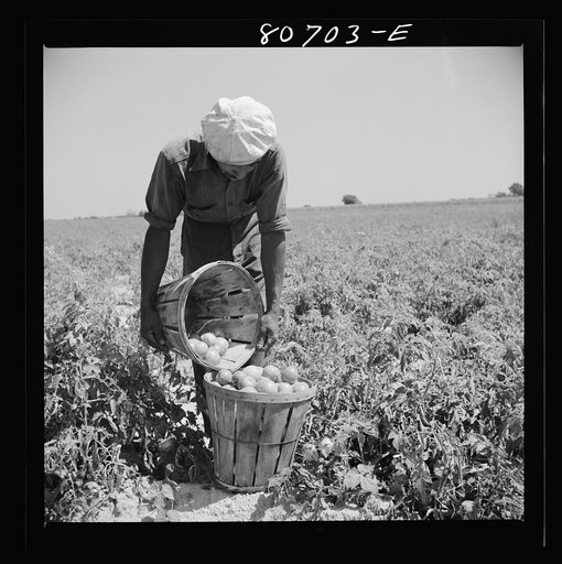 Untitled photo, possibly related to: Loaded basket ready for truck. Dorchester County, Maryland