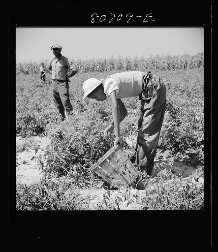 Untitled photo, possibly related to: All the picking of tomatoes is done by hand, but most of the labor is local, the pickers living the year around doing odd jobs or going on relief between seasons. Dorchester County, Maryland