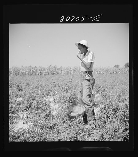 Untitled photo, possibly related to: All the picking of tomatoes is done by hand, but most of the labor is local, the pickers living the year around doing odd jobs or going on relief between seasons. Dorchester County, Maryland