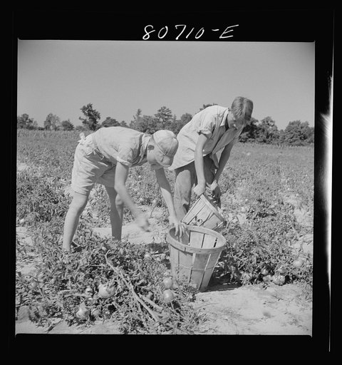 Untitled photo, possibly related to: Sons of Dorchester County farmer helping harvest the tomato crop. Maryland