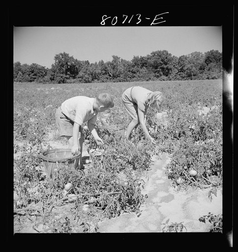 Untitled photo, possibly related to: Children of Maryland farmer who helped harvest the tomato crop. Dorchester County, Maryland