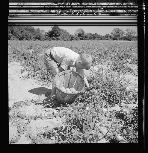 Son of Dorchester County farmer helping harvest the tomato crop. Maryland