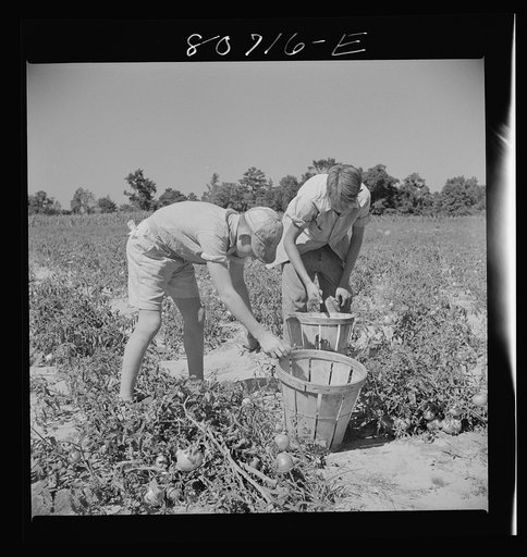 Sons of Dorchester County farmer helping harvest the tomato crop. Maryland