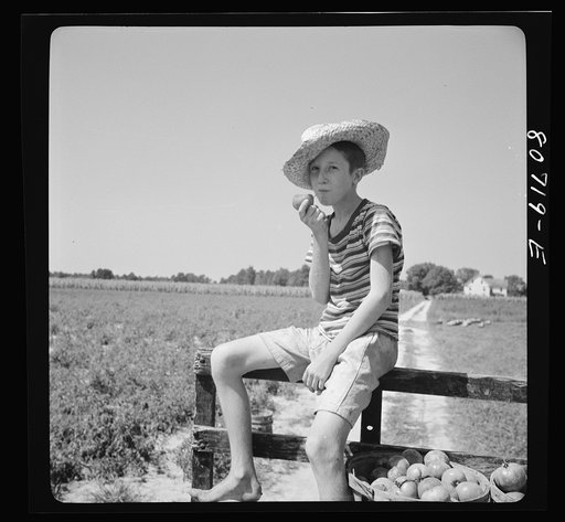 Untitled photo, possibly related to: Young picker waiting for loaded truck to leave for cannery. Dorchester County, Maryland