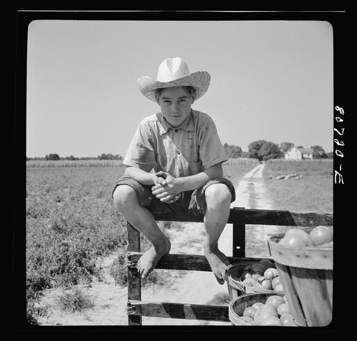 Untitled photo, possibly related to: This truck is loaded and ready for the trip to the packing plant. Dorchester County, Maryland