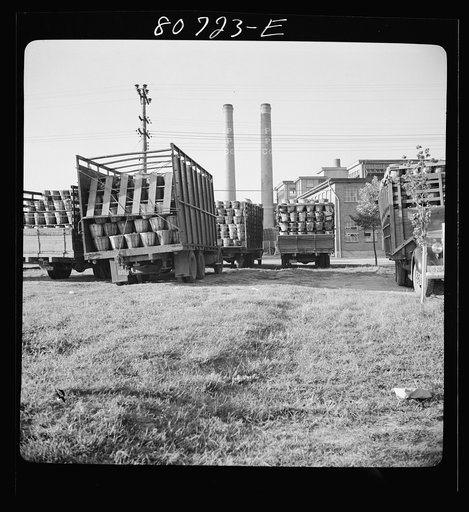 Trucks come at dawn to wait their turn to unload at Phillips Packing Company plant. Cambridge, Maryland