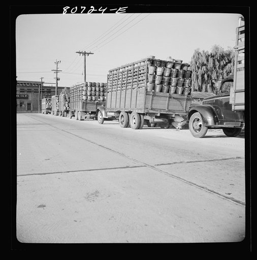 Untitled photo, possibly related to: Trucks come at dawn to wait their turn to unload at Phillips Packing Company plant. Cambridge, Maryland