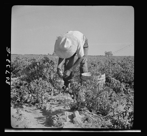 Untitled photo, possibly related to: All the picking of tomatoes is done by hand, but most of the labor is local, the pickers living the year around doing odd jobs or going on relief between seasons. Dorchester County, Maryland