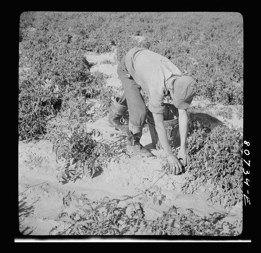 Untitled photo, possibly related to: This picker is Roger Dauber's hired man and he gets a cent a basket above his wages for the picking. Dorchester County, Maryland