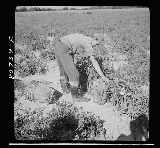 Untitled photo, possibly related to: This picker is Roger Dauber's hired man and he gets a cent a basket above his wages for the picking. Dorchester County, Maryland