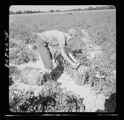 This picker is Roger Dauber's hired man and he gets a cent a basket above his wages for the picking. Dorchester County, Maryland