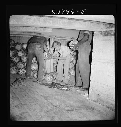 Untitled photo, possibly related to: Captain of this Chesapeake Bay freight boat has taken off his shoes for a better footing on the melon smeared-hold of his ship. Maryland